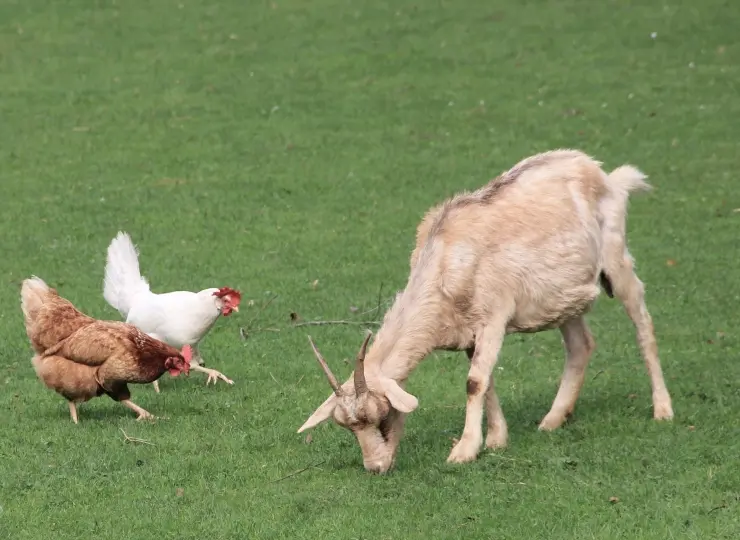 show_gruppen_Streichelzoo-jpg