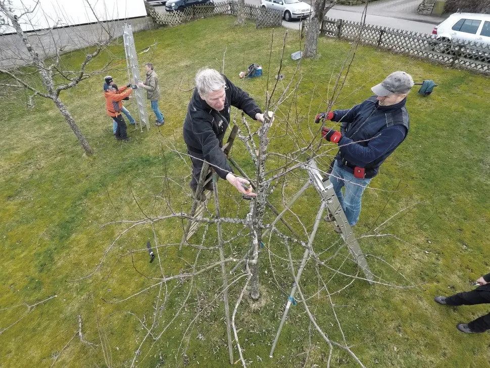 Baumschneidekurs